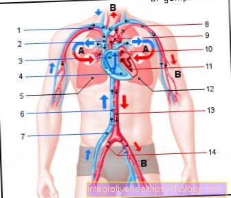 Illustration blood circulation