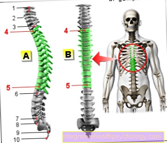 Figura coloanei vertebrale toracice