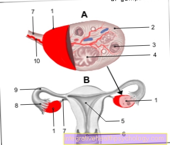 Illustration ovaries