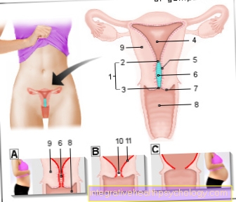 Figurați colul uterin