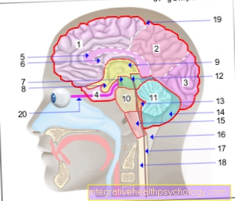 Bộ não minh họa