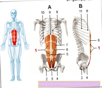 Figure straight abdominal muscle