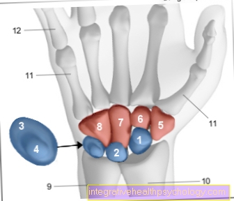 Ábra carpal csontok