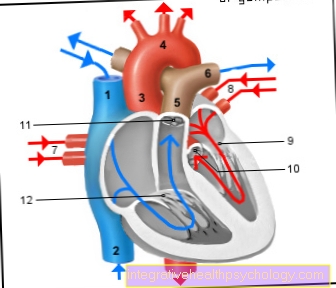 Ilustración sistema cardiovascular