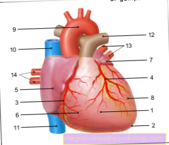 Figur pericardium