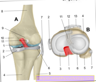 Posterior cruciate ligament illustration