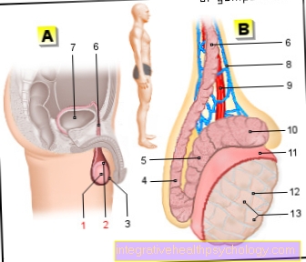 Figurați testicule și epididimă