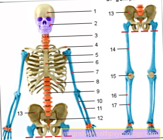 Figur oversigt over knogler