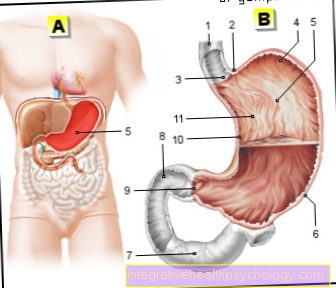 Figura stomacul