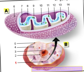 Illustration mitokondrier