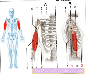 Illustration af biceps brachii-muskler