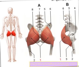 Απεικόνιση μυών maxuteus gluteus