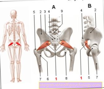 ภาพประกอบกล้ามเนื้อ piriformis