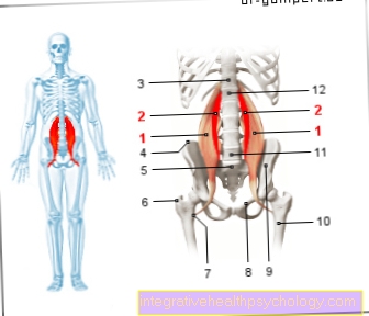 Hình psoas cơ