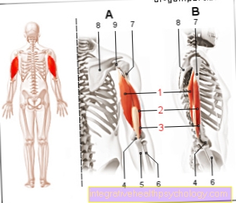 Hình cơ tam đầu cơ nhị đầu