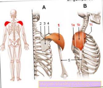 Figure muscle - deltoid