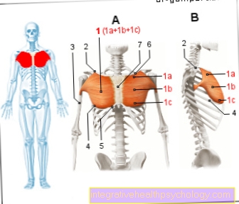 Músculo de la figura - pectoral mayor
