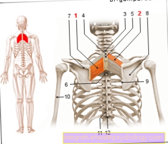 Figūras muskulis - rombs