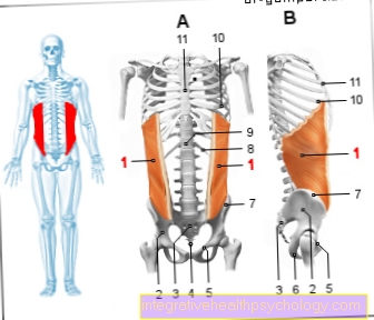 Músculo de la figura - Músculo abdominal oblicuo externo