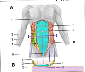 Figure muscles - abdomen