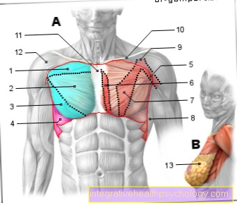 Gambar otot - dada