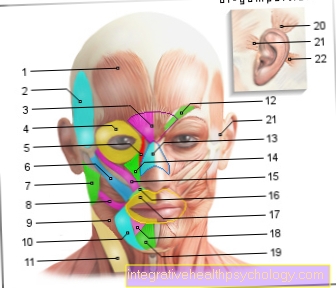 Otot figura - muka