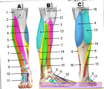 Figure muscles - lower leg