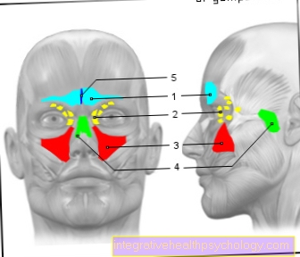 Kuva sinus