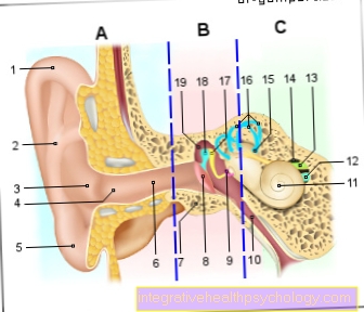 Figura oreja