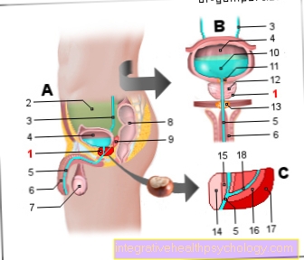 Gambar prostat (kelenjar prostat)