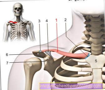 Figura clavícula