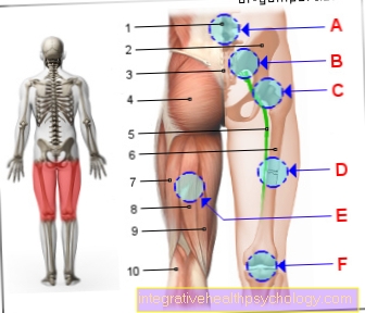 Obrázek bolesti zadního stehna