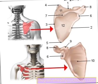 Hình xương bả vai