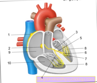 Figure sinus node