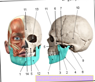 Figura maxilarul inferior