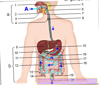 Figura tracto digestivo