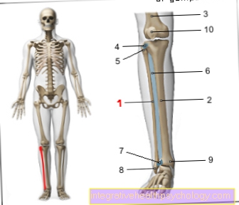 Figure fibula