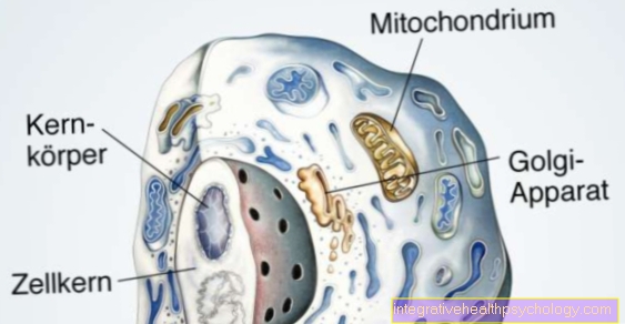 Functions of the cell nucleus