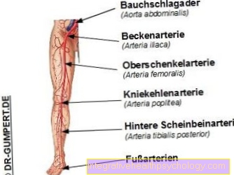 Leg artery