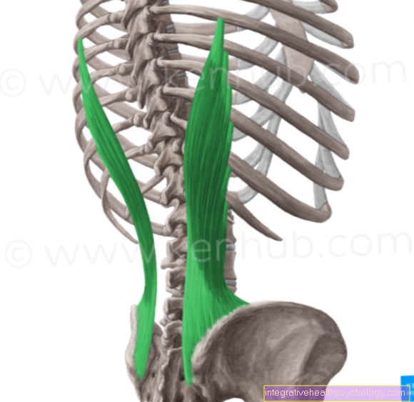 Iliac rebrasta mišica