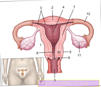 livmoder