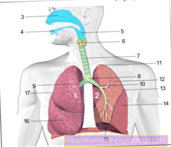 Vascular supply to the lungs