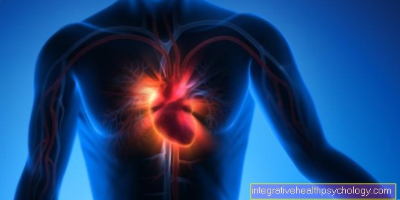 Kardiovaskulære system