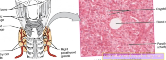 Parathyroid hormones