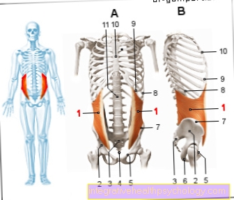 Otot miring internal