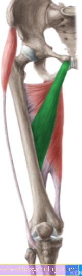 กล้ามเนื้อ adductor สั้น (M. adductor brevis)