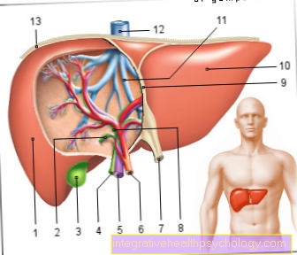 liver