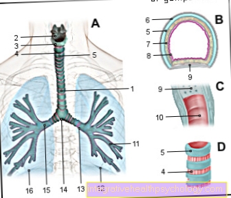 windpipe