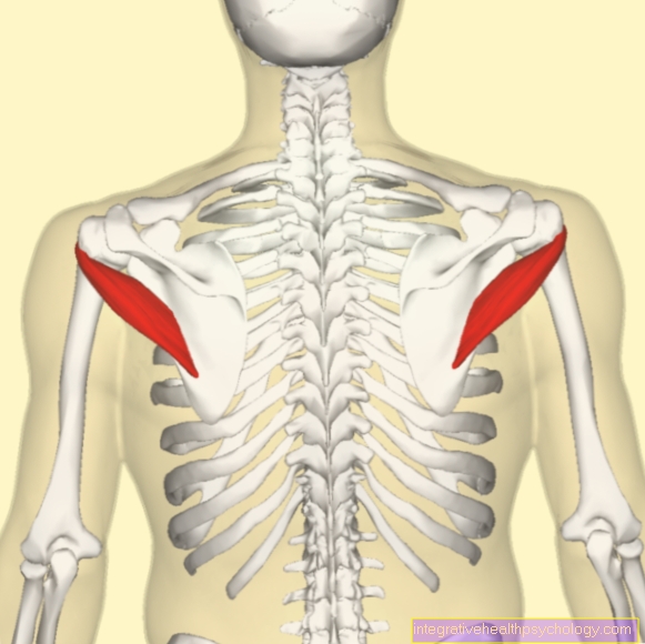 М. teres major