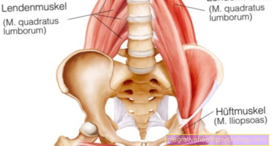 Musculo psoas